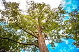 Best Commercial Tree Services  in Pelham, GA