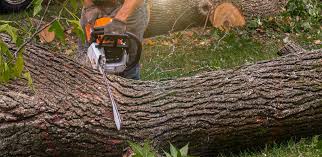 Best Commercial Tree Services  in Pelham, GA