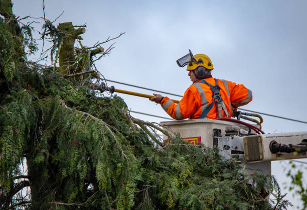 Best Arborist Consultation Services  in Pelham, GA