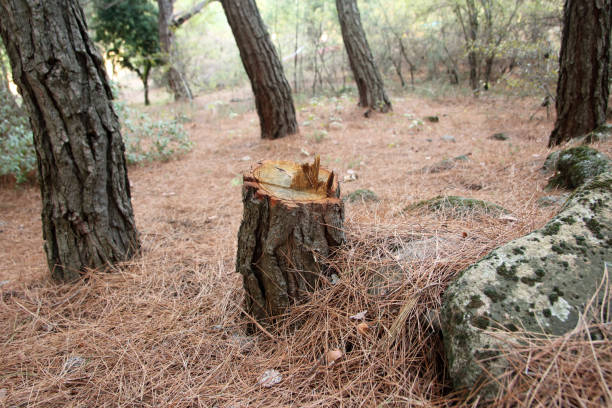 Best Storm Damage Tree Cleanup  in Pelham, GA