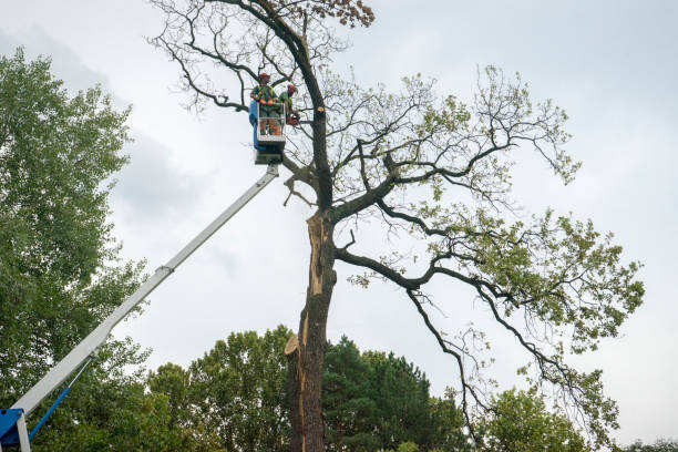 Trusted Pelham, GA Tree Removal Services Experts