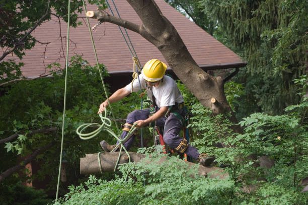 Best Seasonal Cleanup (Spring/Fall)  in Pelham, GA