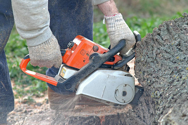 Best Fruit Tree Pruning  in Pelham, GA