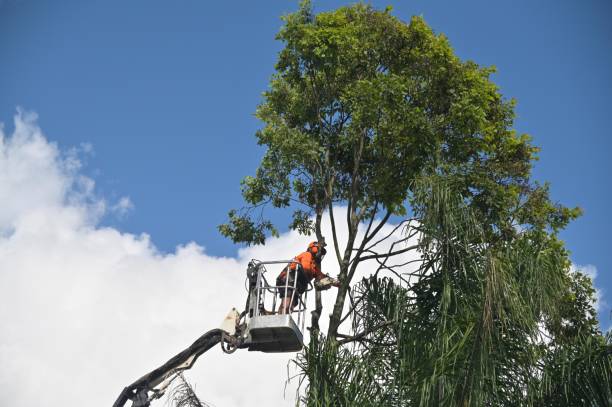 How Our Tree Care Process Works  in  Pelham, GA