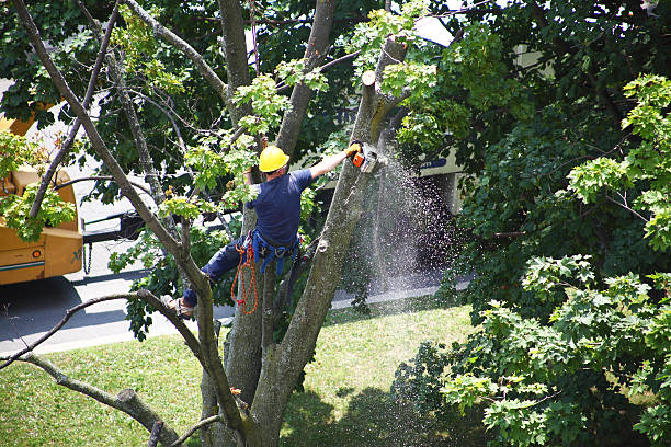  Pelham, GA Tree Removal Services Pros